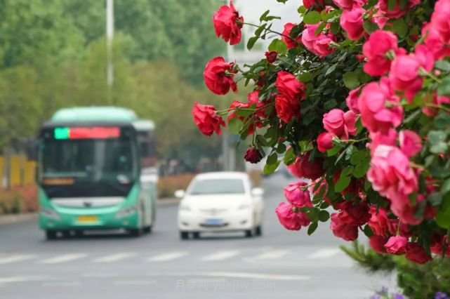 滿城飄香賞月季，月季花開驚艷了四月的鄭州(圖3)