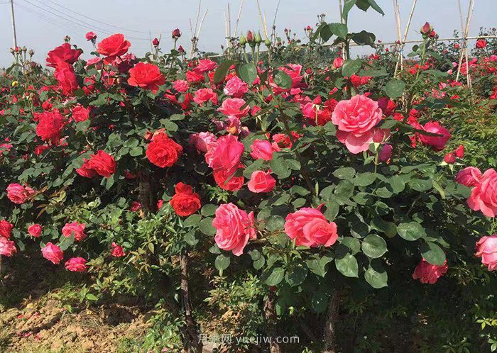 月季花開(kāi)得一茬比一茬小是怎么回事？(圖1)