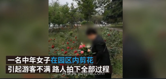 南陽(yáng)月季“剪花姐”被處罰，罰款后保證以后再不犯(圖2)