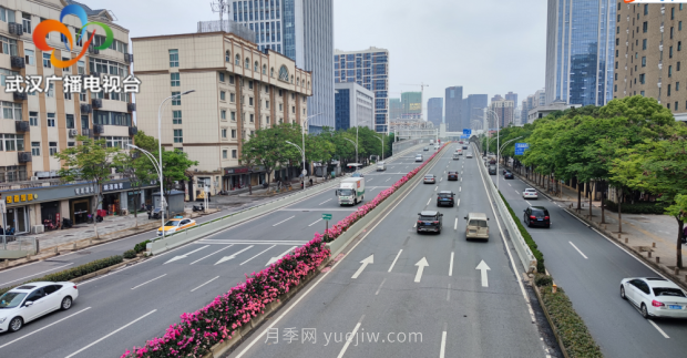 武漢市首條全月季景觀(guān)帶 為“五一”小長(zhǎng)假增色添彩(圖1)