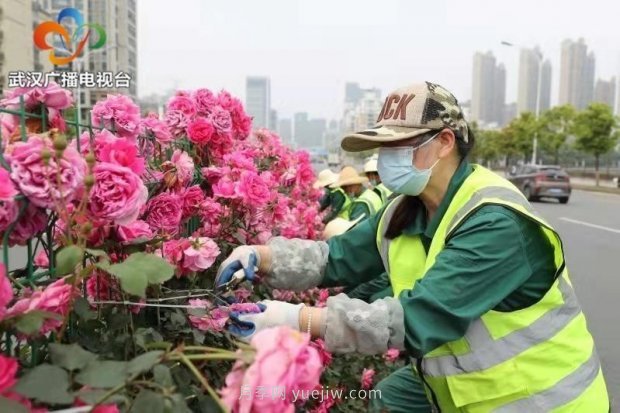 武漢市首條全月季景觀(guān)帶 為“五一”小長(zhǎng)假增色添彩(圖4)