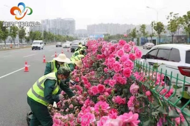 武漢市首條全月季景觀(guān)帶 為“五一”小長(zhǎng)假增色添彩(圖3)