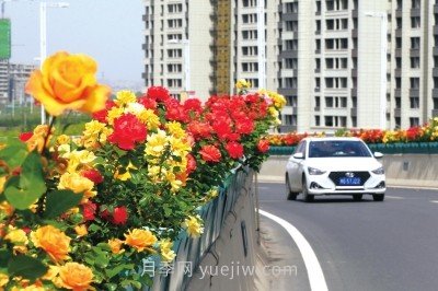 打造市花月季花海！鄭州要用三年時間建設月季花城(圖1)