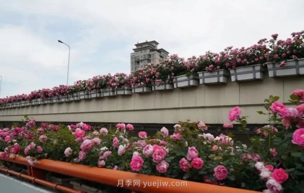 上海城市高架變“花路”，這些月季進(jìn)入盛花期啦！(圖1)