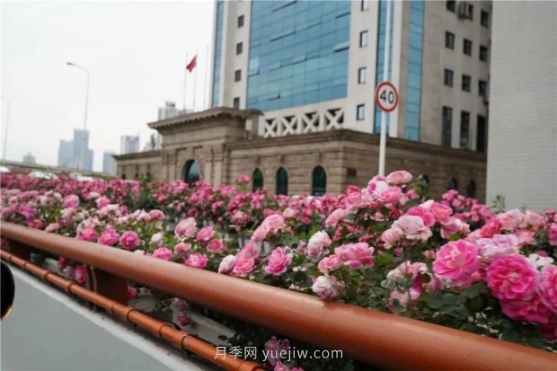 上海城市高架變“花路”，這些月季進(jìn)入盛花期啦！(圖3)