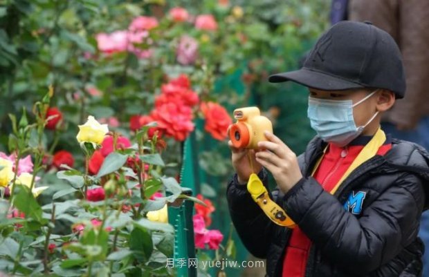 2185萬株市花月季盛開！請叫鄭州“月季花城”(圖1)