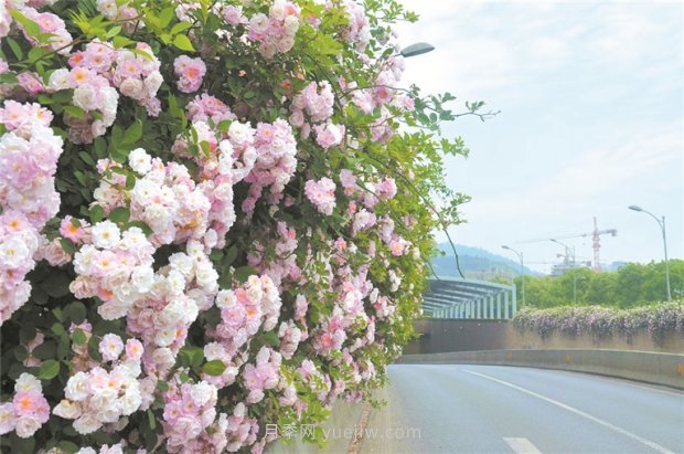 8萬多株月季進入盛花期，月季成為杭州富陽城市綠化點睛之筆(圖1)