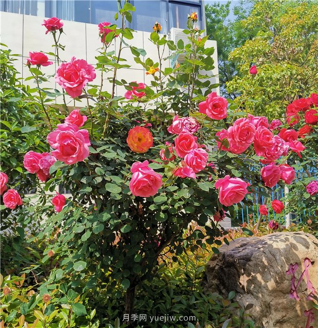 月季花開正盛，期待市花城市建設(shè)(圖1)