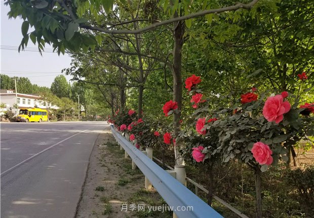 方城縣七峰山公路十里月季花開(圖3)