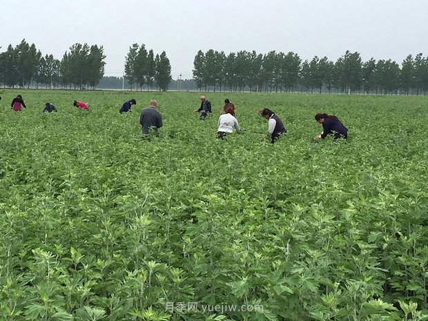 艾草產(chǎn)業(yè)為什么能在南陽市不斷發(fā)展升級？(圖1)