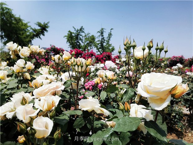 5月賞月季花，不可錯(cuò)過南陽月季博覽園的美景(圖3)