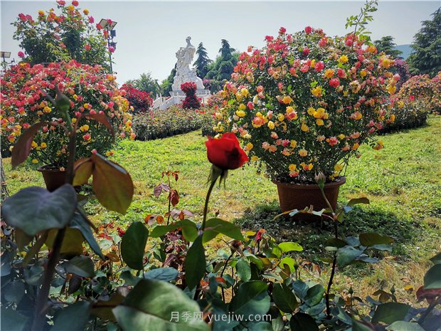 5月賞月季花，不可錯(cuò)過南陽月季博覽園的美景(圖2)