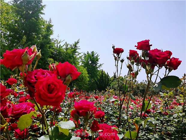 5月賞月季花，不可錯(cuò)過南陽月季博覽園的美景(圖4)