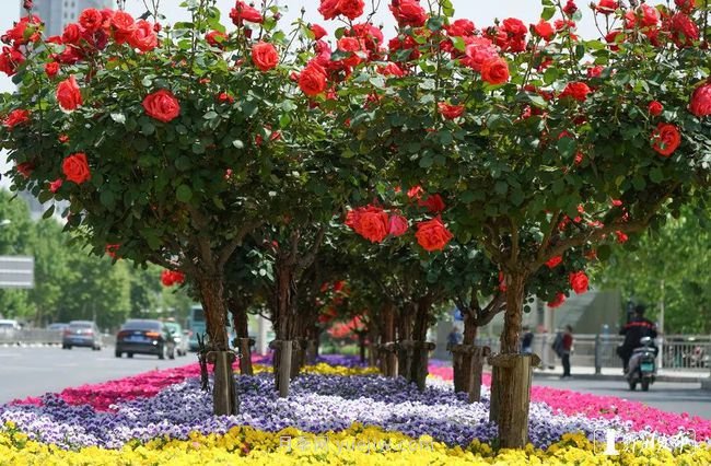 月季花開滿城，***美鄭州五月天（圖冊）(圖2)