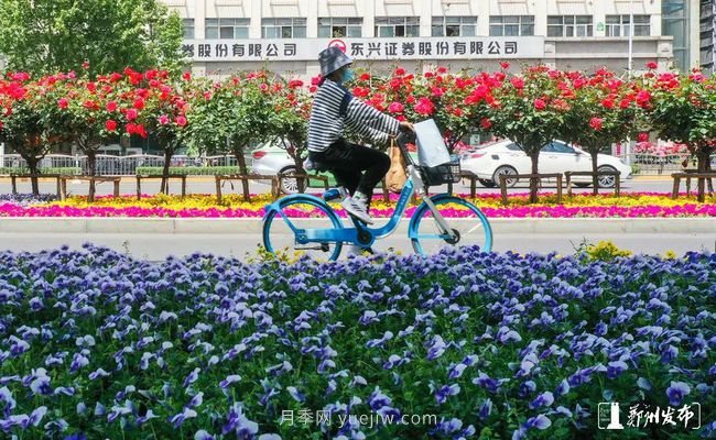 月季花開滿城，***美鄭州五月天（圖冊）(圖3)