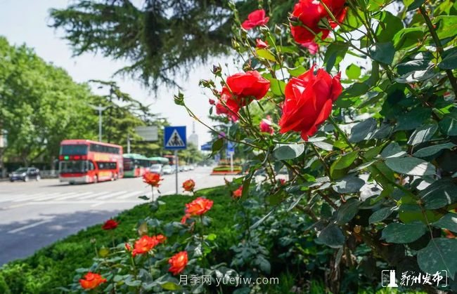 月季花開滿城，***美鄭州五月天（圖冊）(圖4)