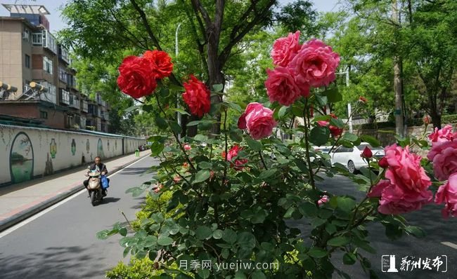 月季花開滿城，***美鄭州五月天（圖冊）(圖6)