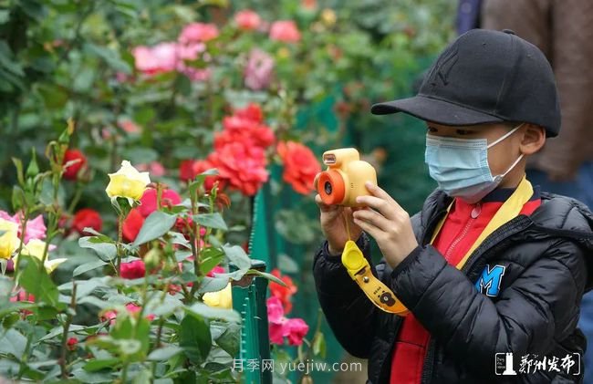 月季花開滿城，***美鄭州五月天（圖冊）(圖9)