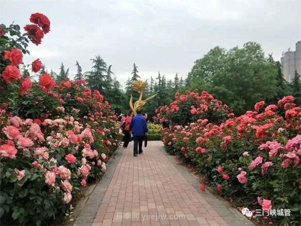 三門(mén)峽澗河公園：***美人間五月天，月季花開(kāi)香滿城(圖2)