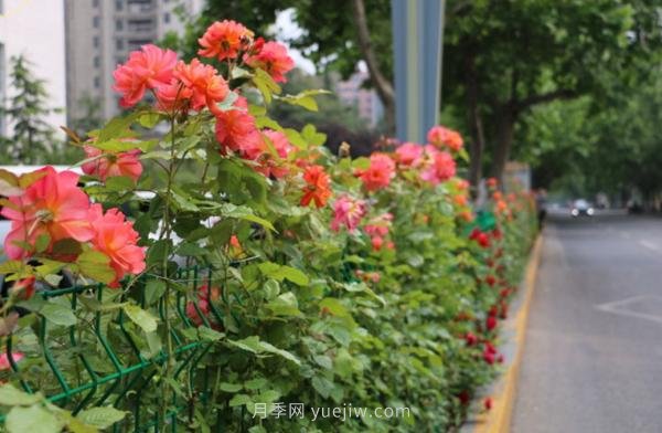 月季花開香滿城，濟南章丘區(qū)月季進入盛花期(圖1)