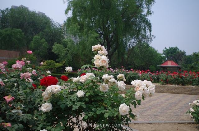 賞石家莊月季市花，遨游月季公園五月花海(圖3)