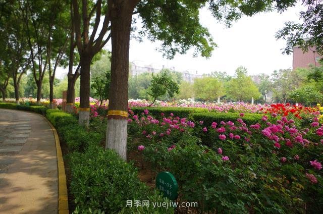 賞石家莊月季市花，遨游月季公園五月花海(圖5)