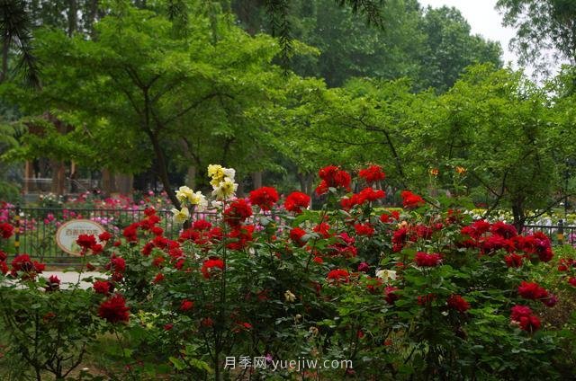 賞石家莊月季市花，遨游月季公園五月花海(圖8)