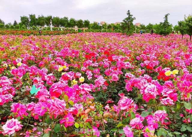 月季花開(kāi)相約咸陽(yáng)，去咸陽(yáng)看月季(圖1)