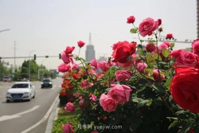 邢臺市花月季綻放！月季花城進(jìn)入觀賞期(圖5)