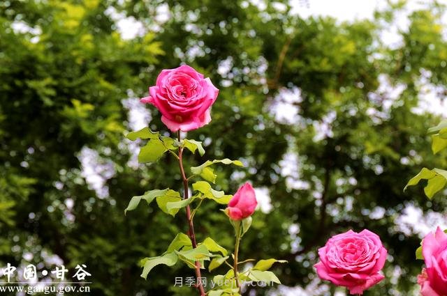 甘肅天水：甘谷月季花開醉滿城(圖集)(圖2)