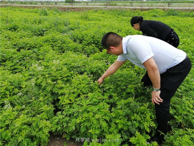 社旗艾草產(chǎn)業(yè)，艾成熟香滿田(圖1)