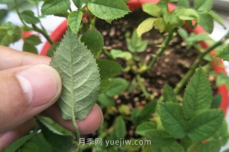 月季紅蜘蛛用什么藥***有效，怎么防治(圖1)