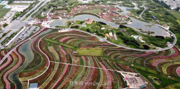 河南南陽：月季花開 滿城飄香(圖2)