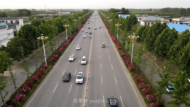 河南南陽：月季花開 滿城飄香(圖4)