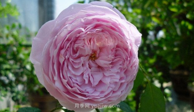 推薦9個(gè)花香濃郁的藤本月季品種，香飄滿院(圖8)