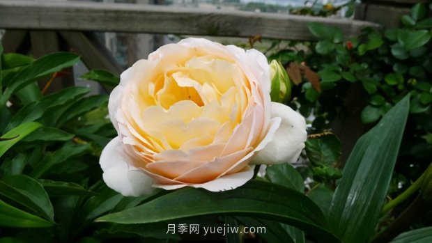 推薦9個(gè)花香濃郁的藤本月季品種，香飄滿院(圖5)