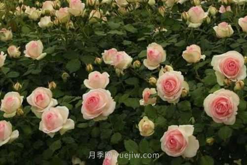 月季花品種介紹，開花多花苞大你值得擁有(圖5)