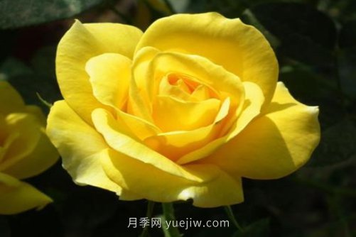 北京的市花是什么？北京的市花是月季還是菊花呢？(圖1)