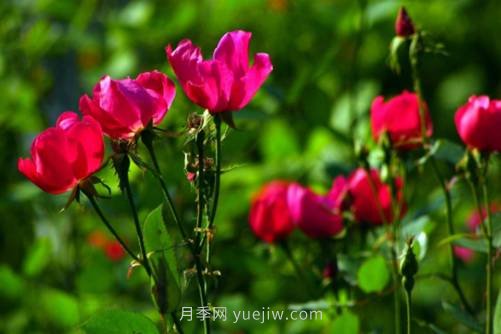 北京的市花是什么？北京的市花是月季還是菊花呢？(圖2)