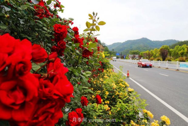 浙江杭州：淳安***美公路處處月季香(圖4)