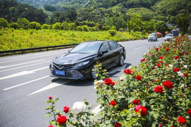 浙江杭州：淳安***美公路處處月季香(圖2)