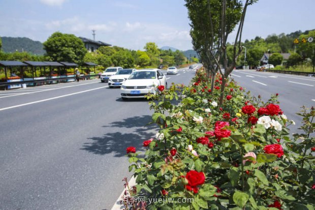 浙江杭州：淳安***美公路處處月季香(圖3)