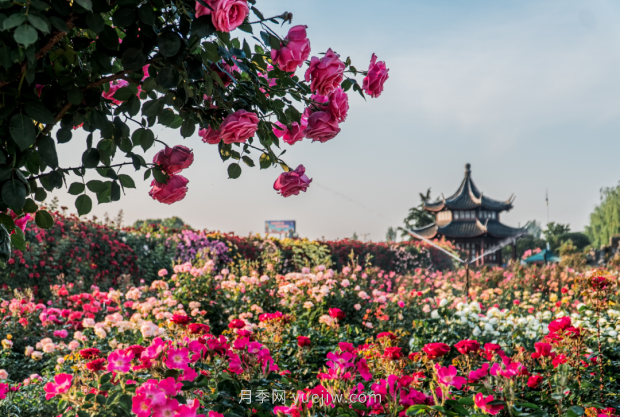 來南陽世界月季大觀園，看超美月季花(圖冊)(圖1)