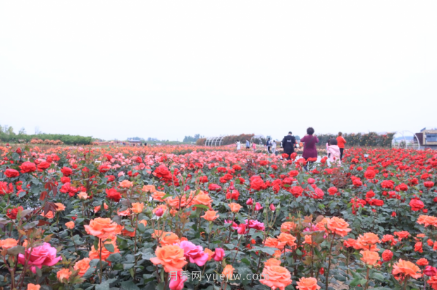 來南陽世界月季大觀園，看超美月季花(圖冊)(圖3)