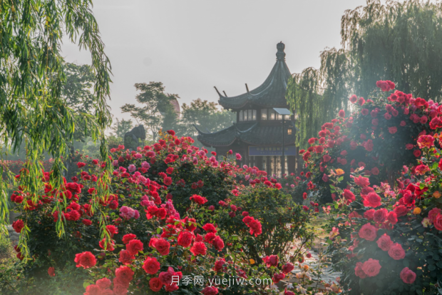 來南陽世界月季大觀園，看超美月季花(圖冊)(圖5)