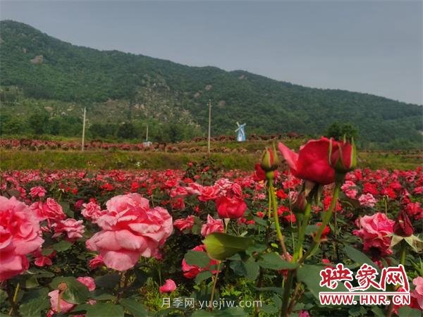 信陽(yáng)羅山：月季飄香 美麗鄉(xiāng)村綻放美麗經(jīng)濟(jì)(圖2)