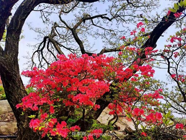 南陽桐柏：紅綠旅游總相宜(圖1)