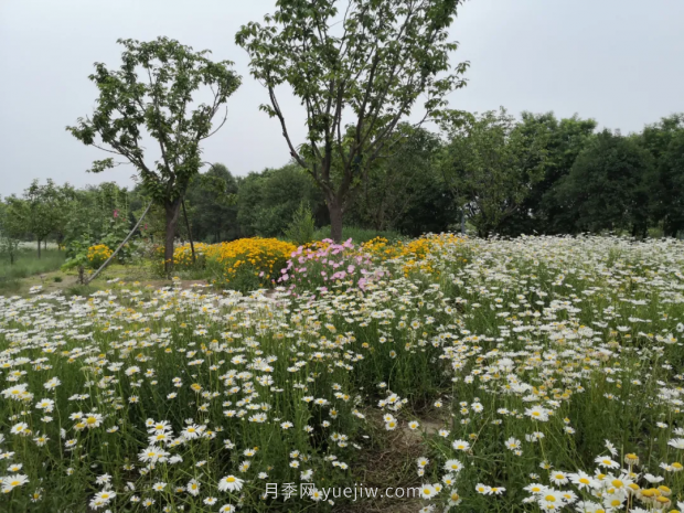 平頂山區(qū)湛南路花海大道上月季繁花似錦(圖2)