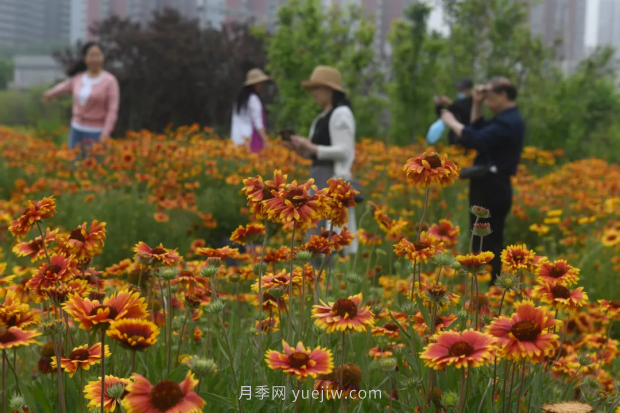 平頂山區(qū)湛南路花海大道上月季繁花似錦(圖1)