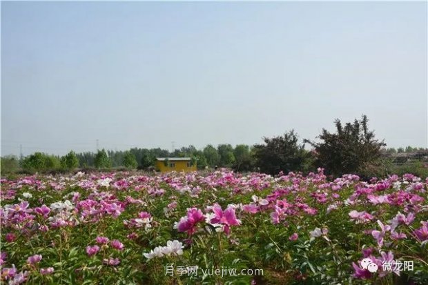 山東滕州：龍陽鎮(zhèn)五月的花卉，開遍了原野(圖3)